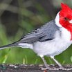 Red-crested Cardinal